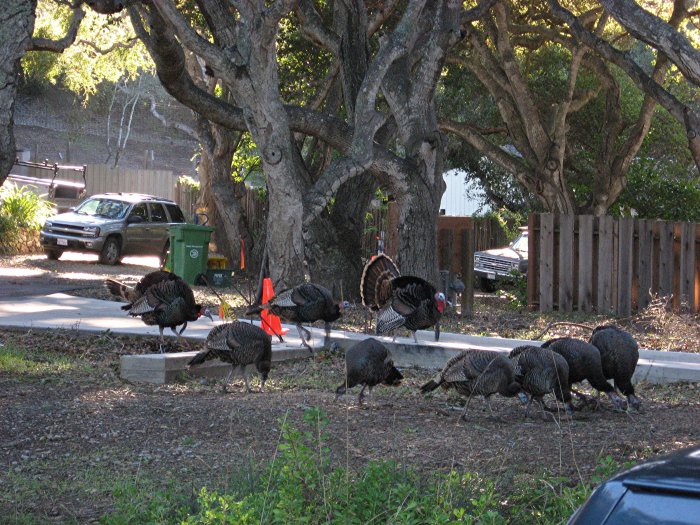 Wild Turkeys in front of the Andrews' Home