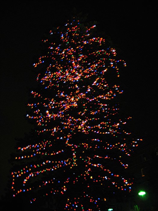 Masonic Outdoor Tree