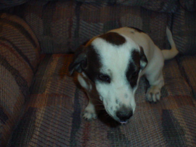 Puppy #2