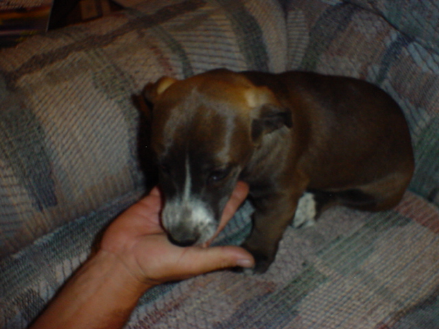 Puppy #4