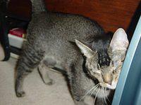 Bengal Abyssinian Rescue Needs HOME